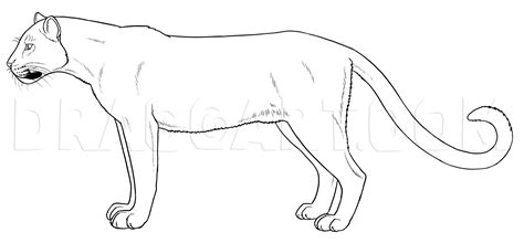 drawing of a panther|diagram of a panther.